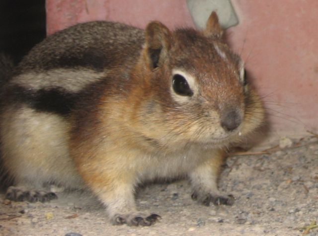 Bob Chipmunk: D'oh! I'm full!